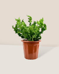Wavy Bird's Nest Fern - grow pot 9cm - Potted plant - Tumbleweed Plants - Online Plant Delivery Singapore