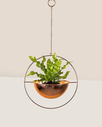Wavy Bird's Nest Fern - hanging globe - Potted plant - Tumbleweed Plants - Online Plant Delivery Singapore
