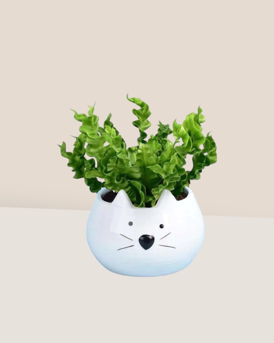 kitty planter