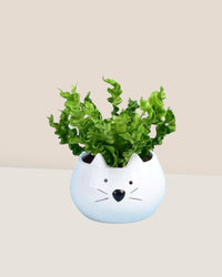Wavy Bird's Nest Fern - kitty planter - Potted plant - Tumbleweed Plants - Online Plant Delivery Singapore