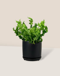 Wavy Bird's Nest Fern - little cylinder black with tray planter - Potted plant - Tumbleweed Plants - Online Plant Delivery Singapore