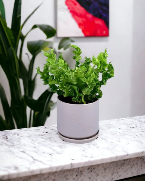 Wavy Bird's Nest Fern paired with little cylinder pot - grey