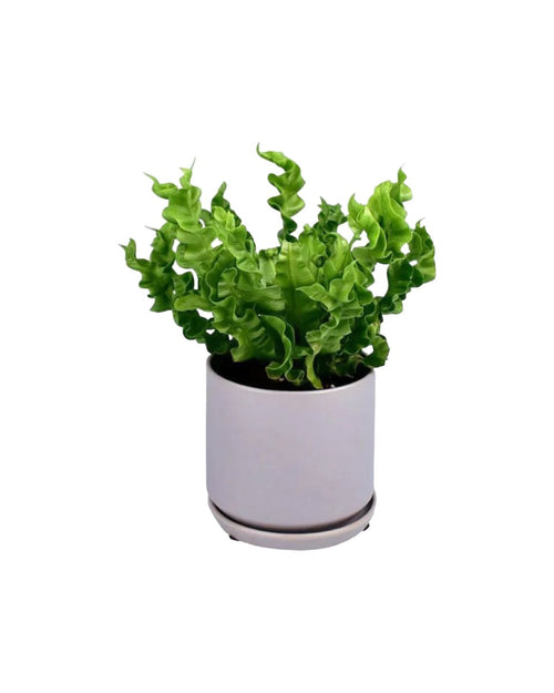 Wavy Bird's Nest Fern paired with little cylinder pot - grey