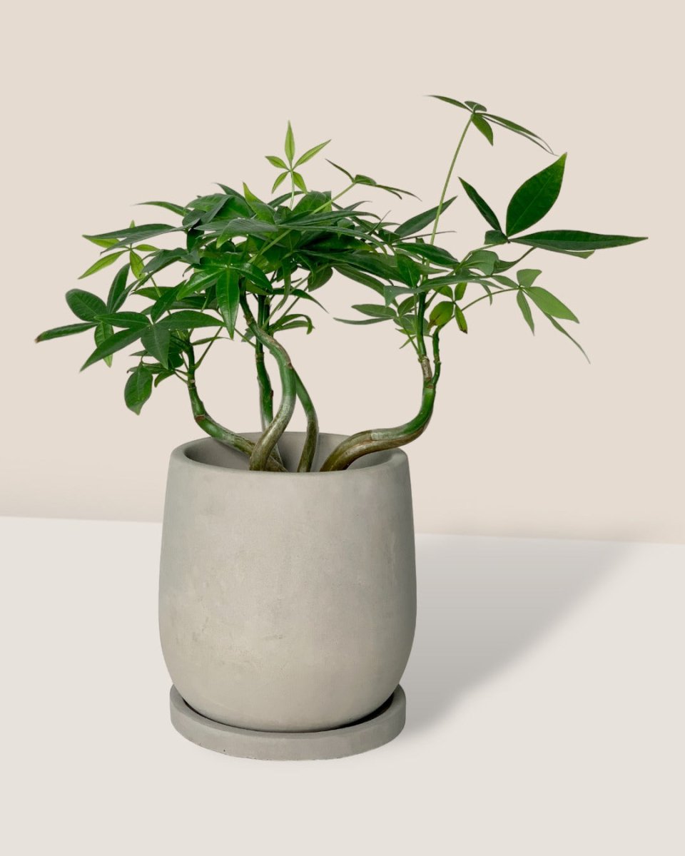 Wavy Money Tree - dusty grey cement planter with tray - Gifting plant - Tumbleweed Plants - Online Plant Delivery Singapore