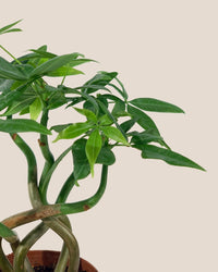 Wavy Money Tree - grow pot - Gifting plant - Tumbleweed Plants - Online Plant Delivery Singapore