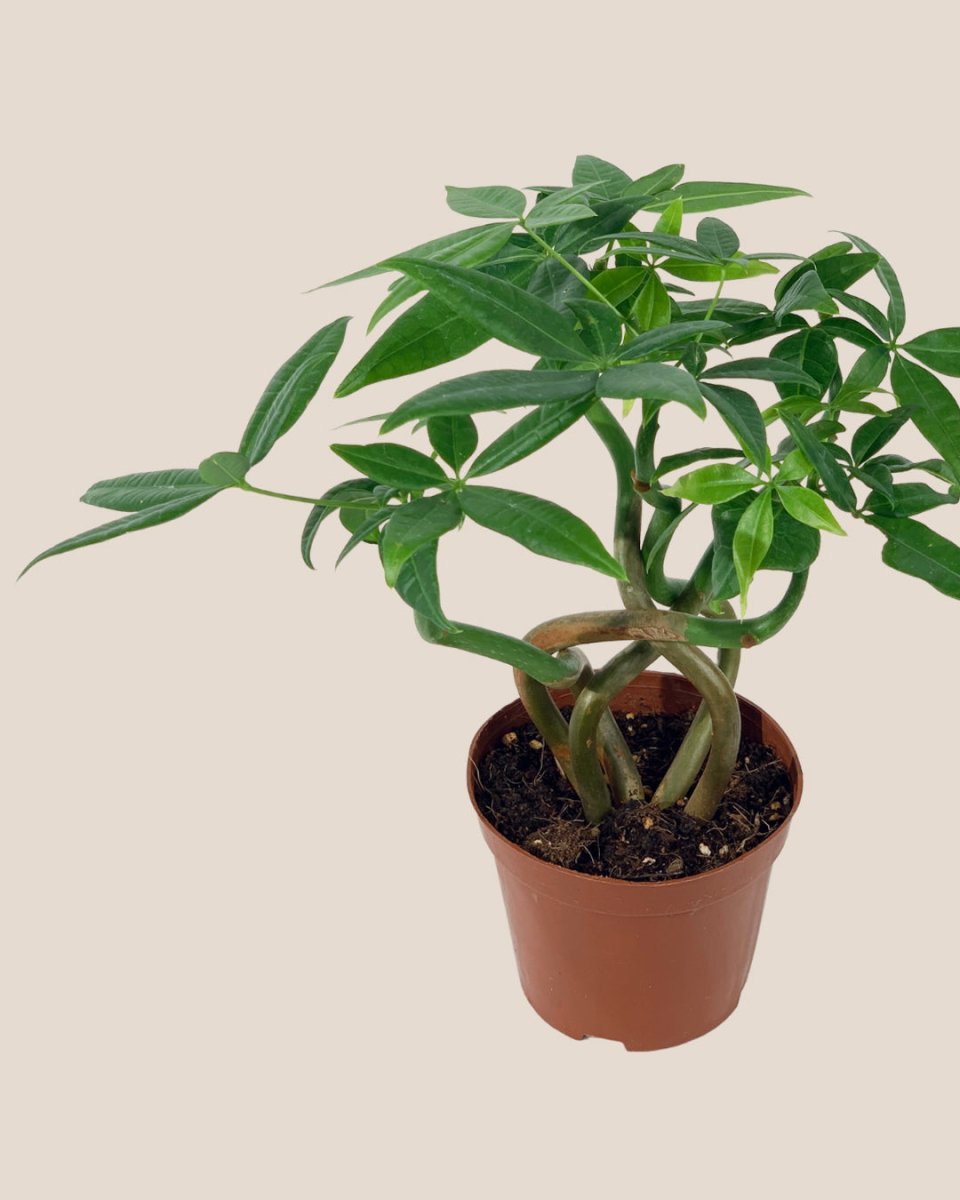 Wavy Money Tree - grow pot - Gifting plant - Tumbleweed Plants - Online Plant Delivery Singapore