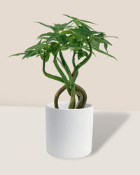 Wavy Money Tree - ivory essence ceramic pot - small - Gifting plant - Tumbleweed Plants - Online Plant Delivery Singapore