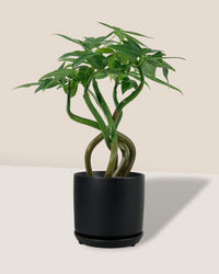Wavy Money Tree - little cylinder black with tray planter - Gifting plant - Tumbleweed Plants - Online Plant Delivery Singapore
