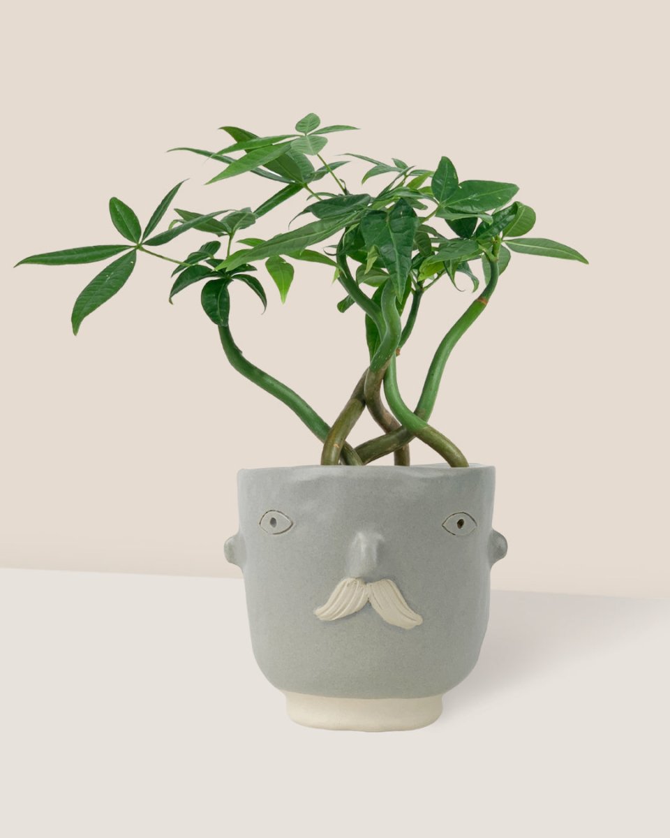 Wavy Money Tree - misfit grey moustache man - Gifting plant - Tumbleweed Plants - Online Plant Delivery Singapore