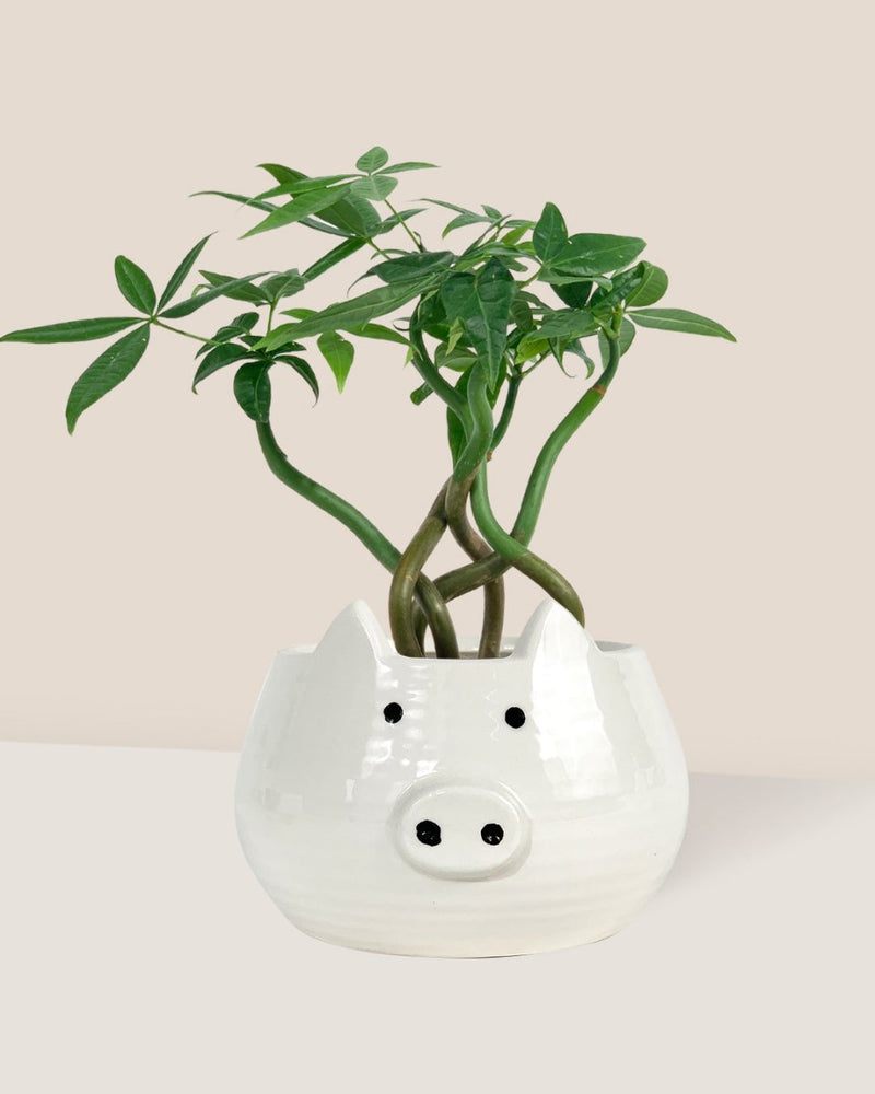Wavy Money Tree - piggy planter - Gifting plant - Tumbleweed Plants - Online Plant Delivery Singapore