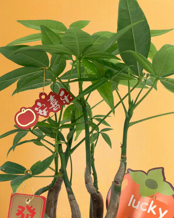 Wavy Money Tree - tassel pot - blue - Gifting plant - Tumbleweed Plants - Online Plant Delivery Singapore