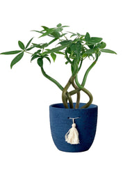 Wavy Money Tree - tassel pot - blue - Gifting plant - Tumbleweed Plants - Online Plant Delivery Singapore