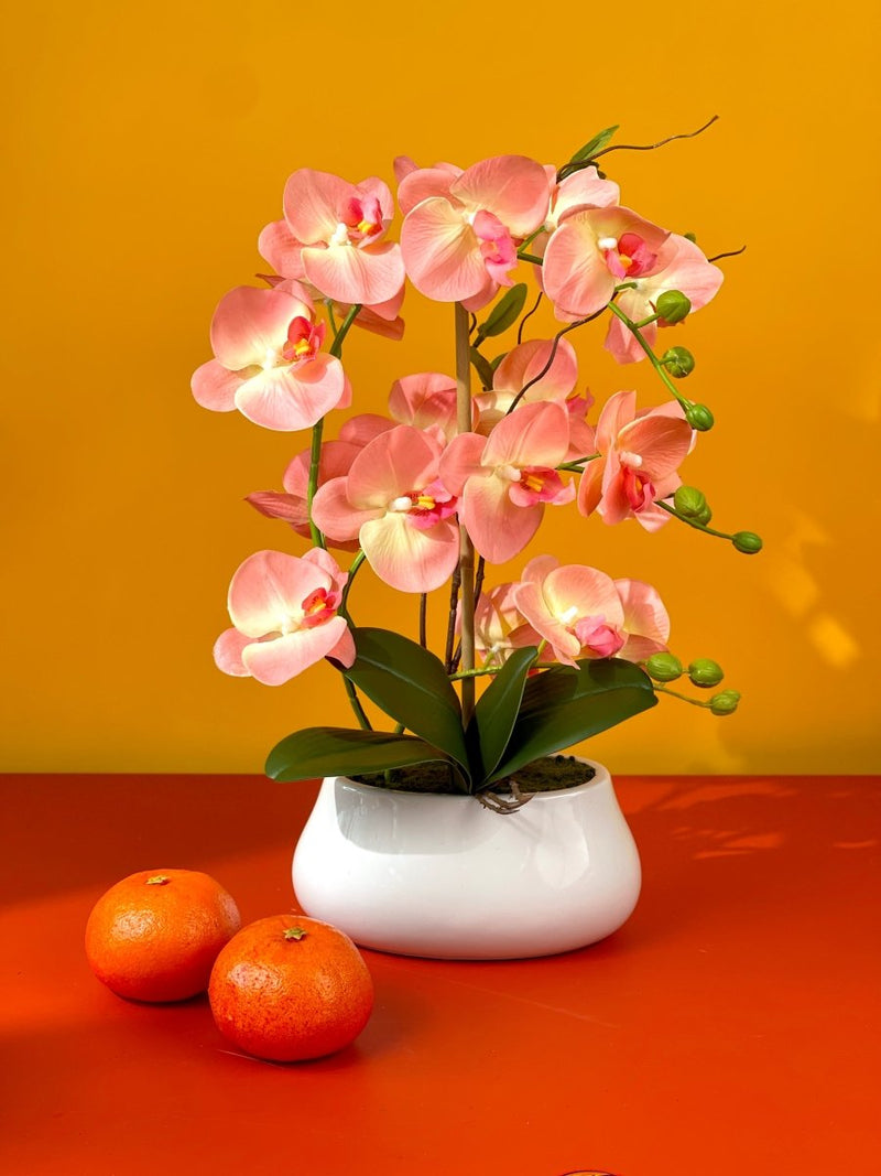 Wealthy Coral Phalaenopsis - Gifting plant - Tumbleweed Plants - Online Plant Delivery Singapore