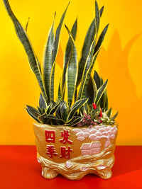 Wealthy Plant Arrangement in Golden Basin - Potted plant - Tumbleweed Plants - Online Plant Delivery Singapore