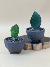 Whale Fin Sansevieria in Wabi Sabi Coal Planter - Gifting plant - Tumbleweed Plants - Online Plant Delivery Singapore
