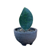 Whale Fin Sansevieria in Wabi Sabi Coal Planter - Gifting plant - Tumbleweed Plants - Online Plant Delivery Singapore