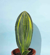 Whale Fin Snake Plant - plastic pot - Just plant - Tumbleweed Plants - Online Plant Delivery Singapore