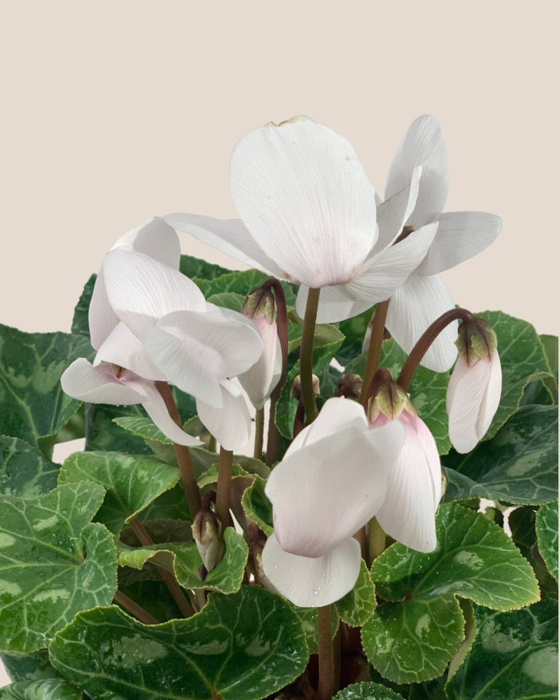 White Cyclamen Flower - grow pot - Potted plant - Tumbleweed Plants - Online Plant Delivery Singapore