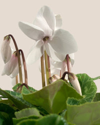 White Cyclamen Flower - grow pot - Potted plant - Tumbleweed Plants - Online Plant Delivery Singapore