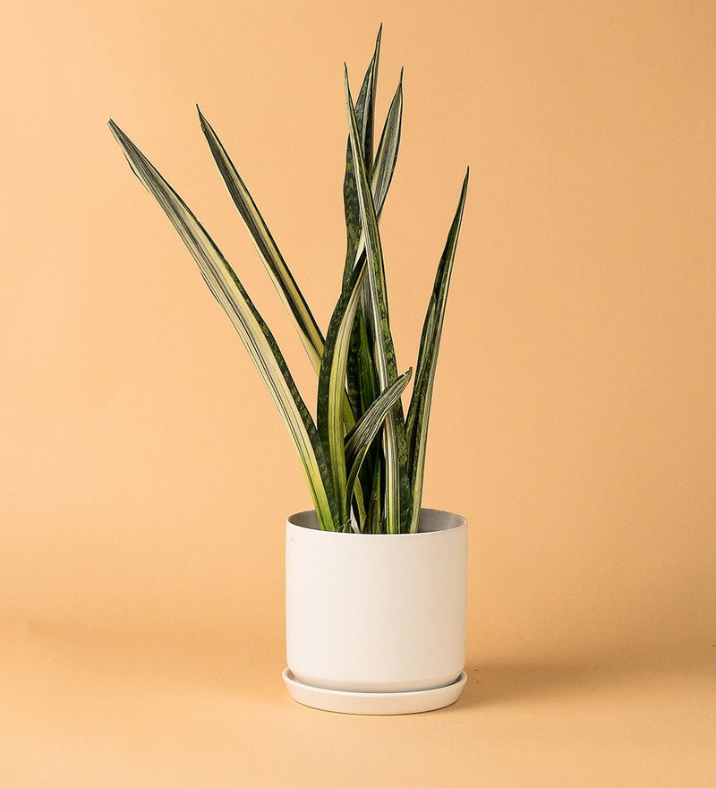 White Cylinder Pot - Pot - Tumbleweed Plants - Online Plant Delivery Singapore