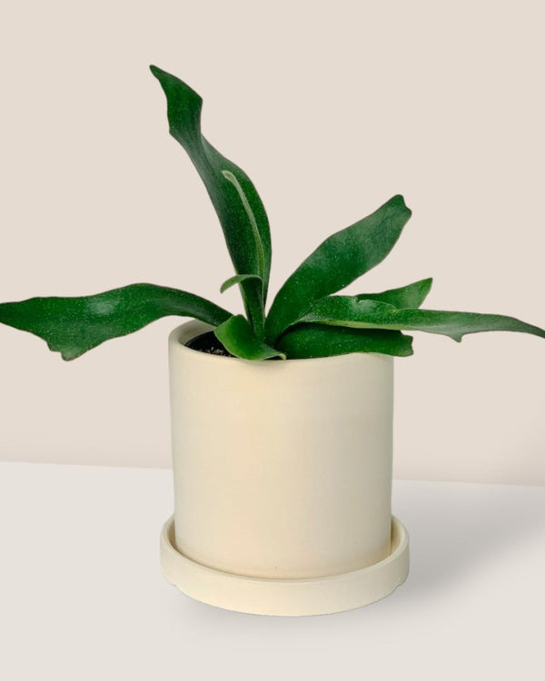 White Flour Planter - cylinder - Pot - Tumbleweed Plants - Online Plant Delivery Singapore