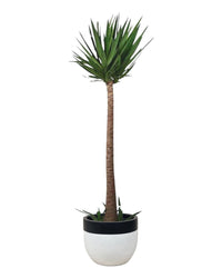 Yucca Cane - large resin planters - white/black - Potted plant - Tumbleweed Plants - Online Plant Delivery Singapore