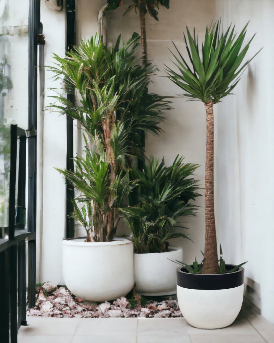 Yucca Cane - large resin planters - white/black - Potted plant - Tumbleweed Plants - Online Plant Delivery Singapore