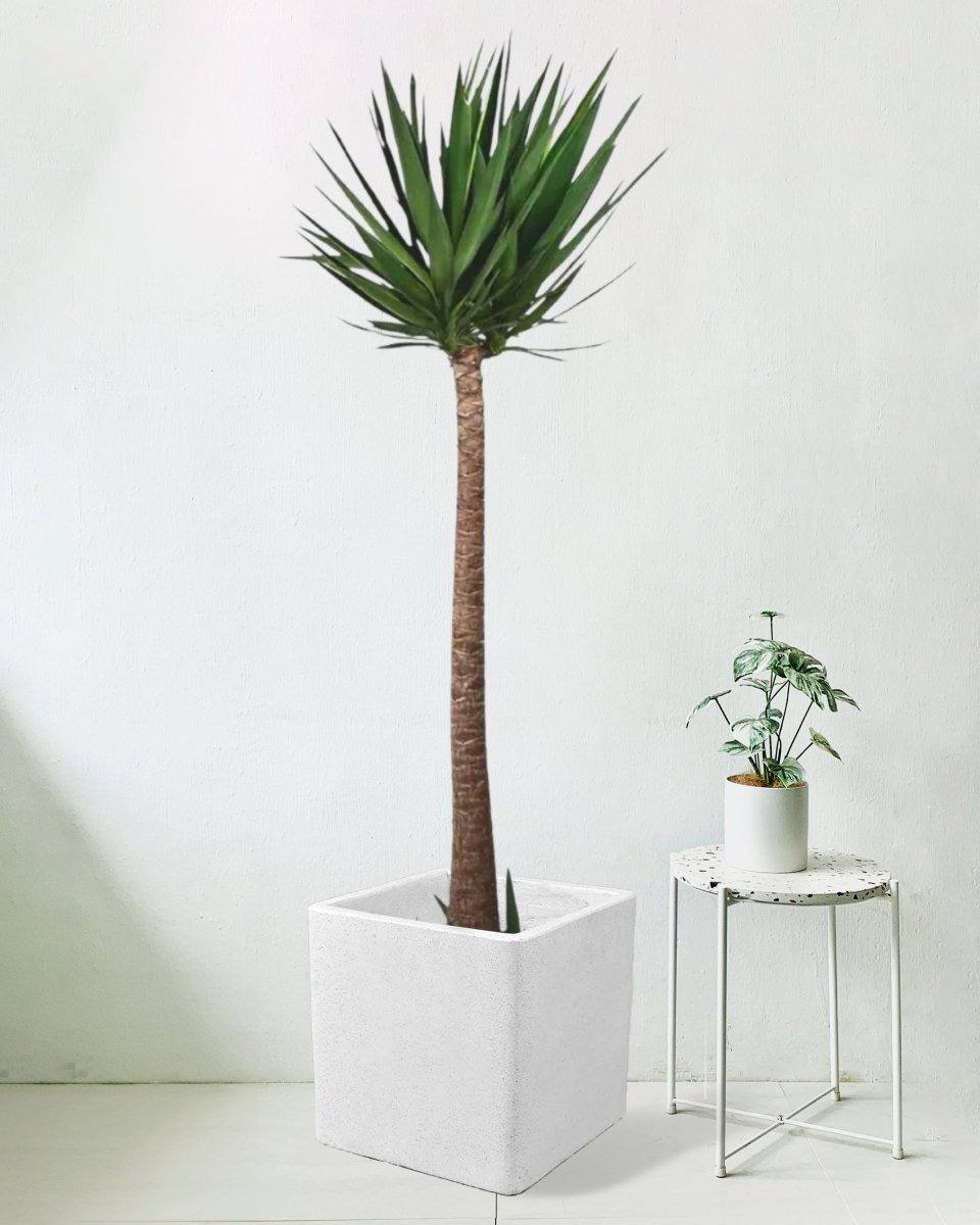 Yucca Cane - large terrazzo cube - Potted plant - Tumbleweed Plants - Online Plant Delivery Singapore