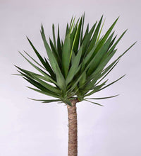 Yucca Cane - plastic pot - Just plant - Tumbleweed Plants - Online Plant Delivery Singapore