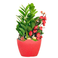 Zamio Zz Plant Arrangement