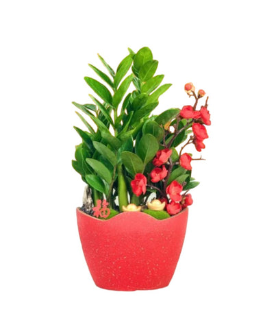 Zamio Zz Plant Arrangement