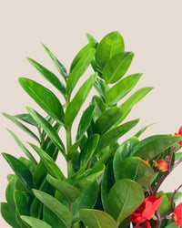 Zamio Zz Plant Arrangement - Potted plant - Tumbleweed Plants - Online Plant Delivery Singapore