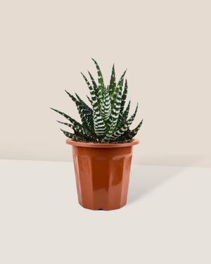 Zebra Plant in a grow pot