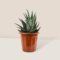 Zebra Plant - small