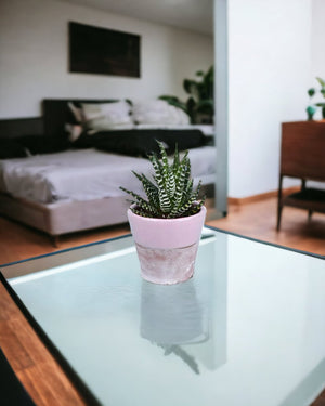 Zebra Plant paired with half glazed pots