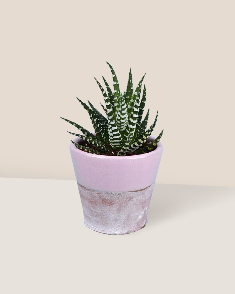 Zebra Plant - half glazed pots - pink - Potted plant - Tumbleweed Plants - Online Plant Delivery Singapore