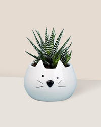 Zebra Plant - kitty planter - Potted plant - Tumbleweed Plants - Online Plant Delivery Singapore
