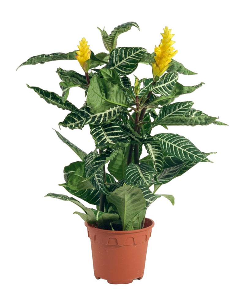 Zebra Yellow - grow pot - Potted plant - Tumbleweed Plants - Online Plant Delivery Singapore