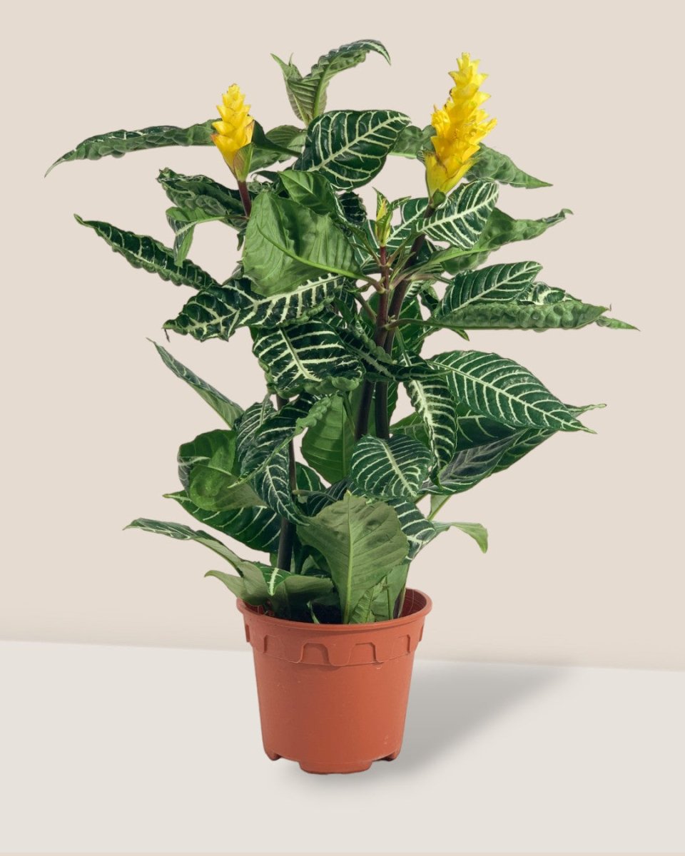 Zebra Yellow - grow pot - Potted plant - Tumbleweed Plants - Online Plant Delivery Singapore