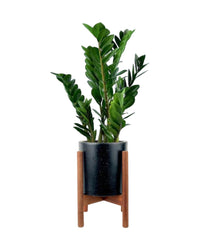ZZ Plant - birthday bash: bamboo stand - Potted plant - Tumbleweed Plants - Online Plant Delivery Singapore