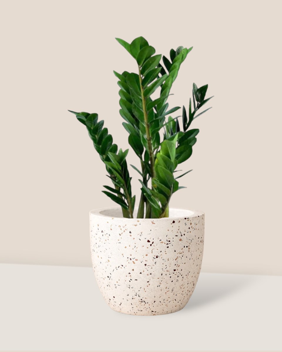 ZZ Plant - egg pots - white/small - Potted plant - Tumbleweed Plants - Online Plant Delivery Singapore