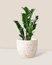 ZZ Plant - egg pots - white/small - Potted plant - Tumbleweed Plants - Online Plant Delivery Singapore