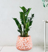ZZ Plant - large matchstick planter - Potted plant - Tumbleweed Plants - Online Plant Delivery Singapore