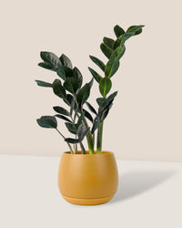 ZZ Raven - addie planter - large/mustard - Potted plant - Tumbleweed Plants - Online Plant Delivery Singapore