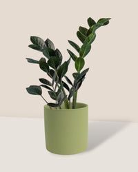 ZZ Raven - olive bloom ceramic pot - large - Potted plant - Tumbleweed Plants - Online Plant Delivery Singapore