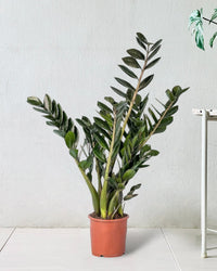 ZZ Supernova - grow pot - Just plant - Tumbleweed Plants - Online Plant Delivery Singapore