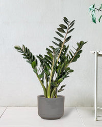 ZZ Supernova - morandi pot - Just plant - Tumbleweed Plants - Online Plant Delivery Singapore
