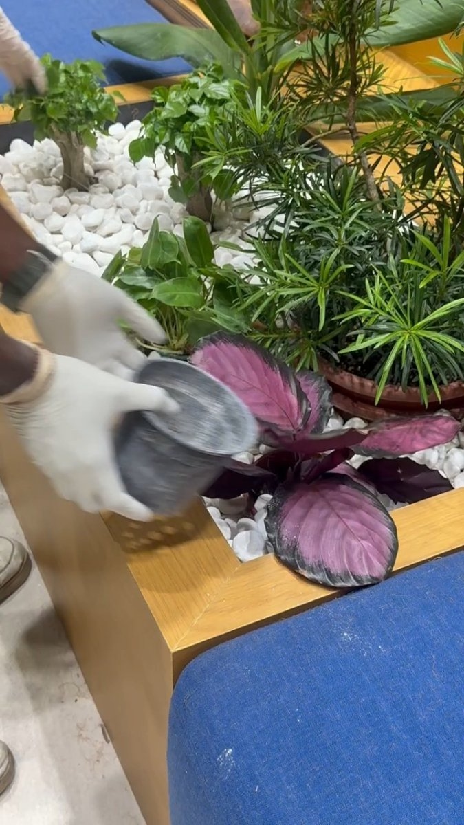 Planting day